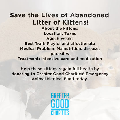 Funded - Save the Lives of Abandoned Litter of Kittens