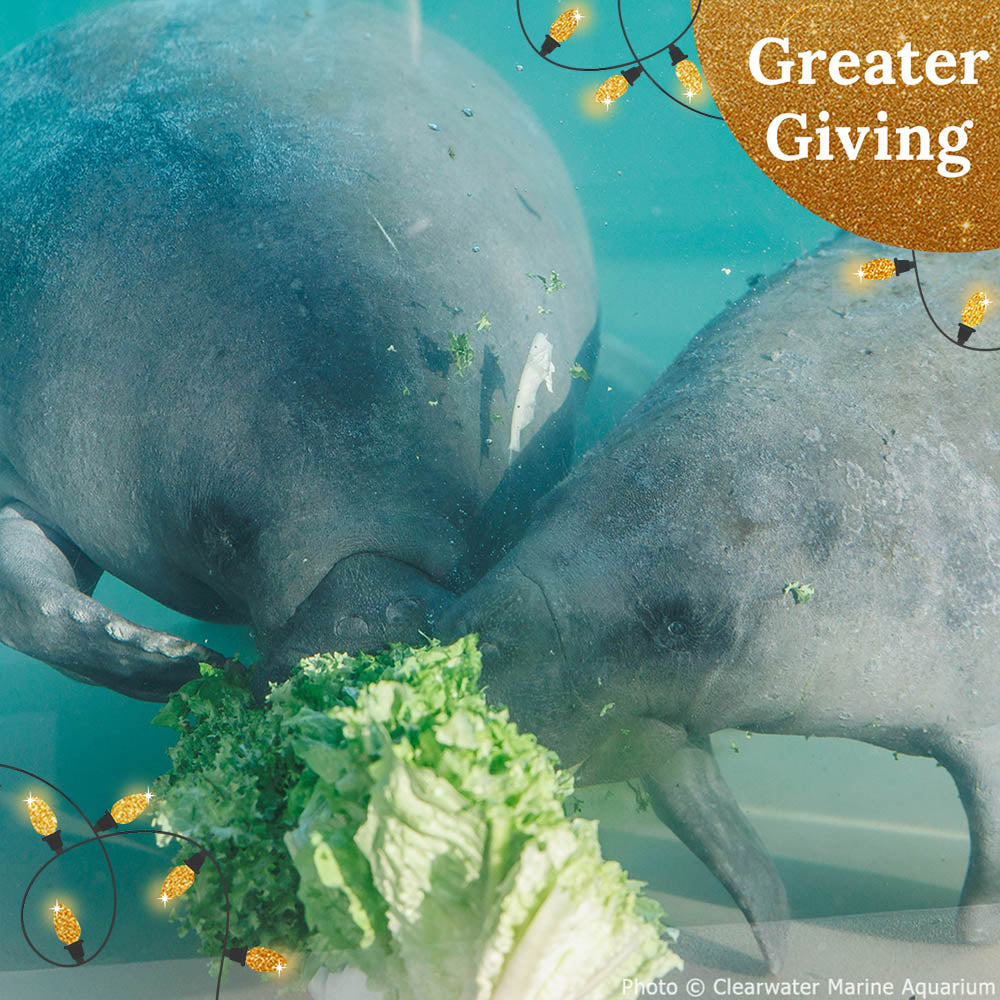 Help Save Endangered Manatees This Holiday Season