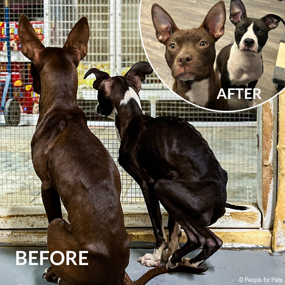 National Feed a Rescue Pet Week - Provide 3 Million Meals for Pets in Need