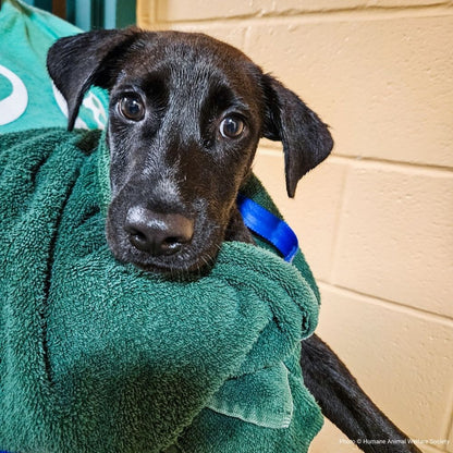 URGENT: Fly Shelter Pets to Safety After Hurricane Helene