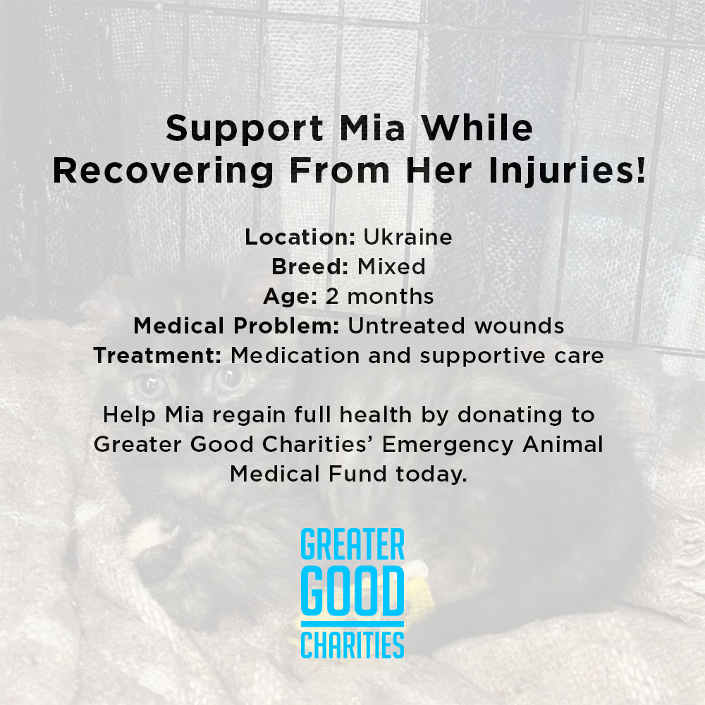 Support Mia While Recovering From Her Injuries