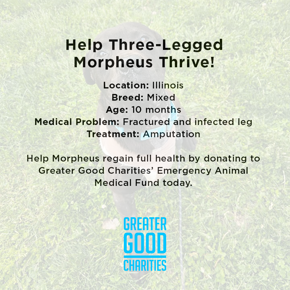 Funded: Help Three-Legged Morpheus Thrive