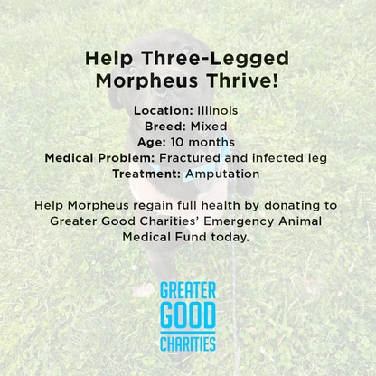 Help Three-Legged Morpheus Thrive