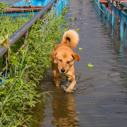 Help People and Pet Survivors of Devastating Floods in Nepal