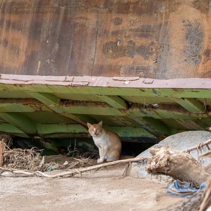 Help People and Pet Survivors of Devastating Floods in Nepal