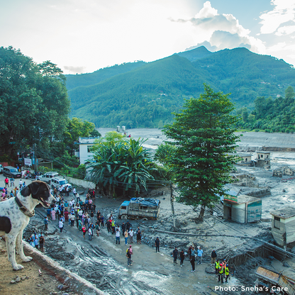 Help People and Pet Survivors of Devastating Floods in Nepal
