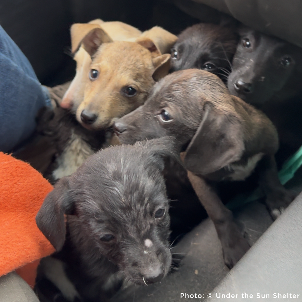 Funded: 36 Newborn Puppies Rescued from War Zone Need Care