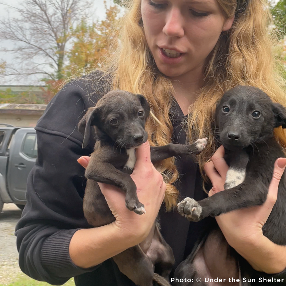 URGENT: 36 Newborn Puppies Rescued from War Zone Need Care The