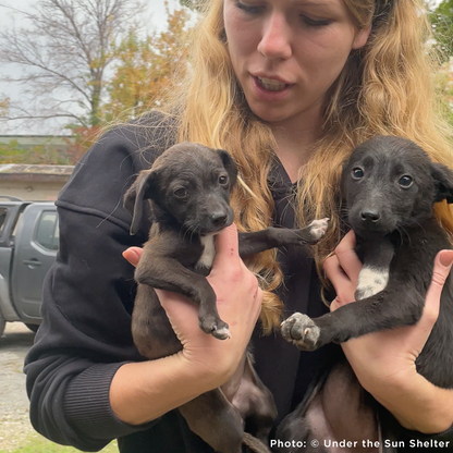 Protect Hundreds of Dogs from the Horrors of War