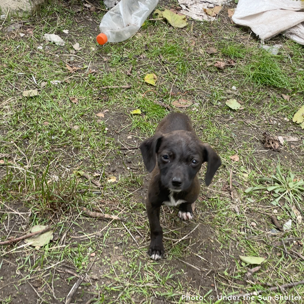 Funded: 36 Newborn Puppies Rescued from War Zone Need Care