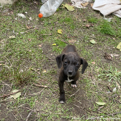 Funded: 36 Newborn Puppies Rescued from War Zone Need Care