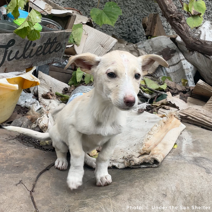 Funded: 36 Newborn Puppies Rescued from War Zone Need Care