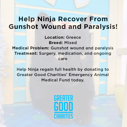 Help Ninja Recover From Gunshot Wound and Paralysis