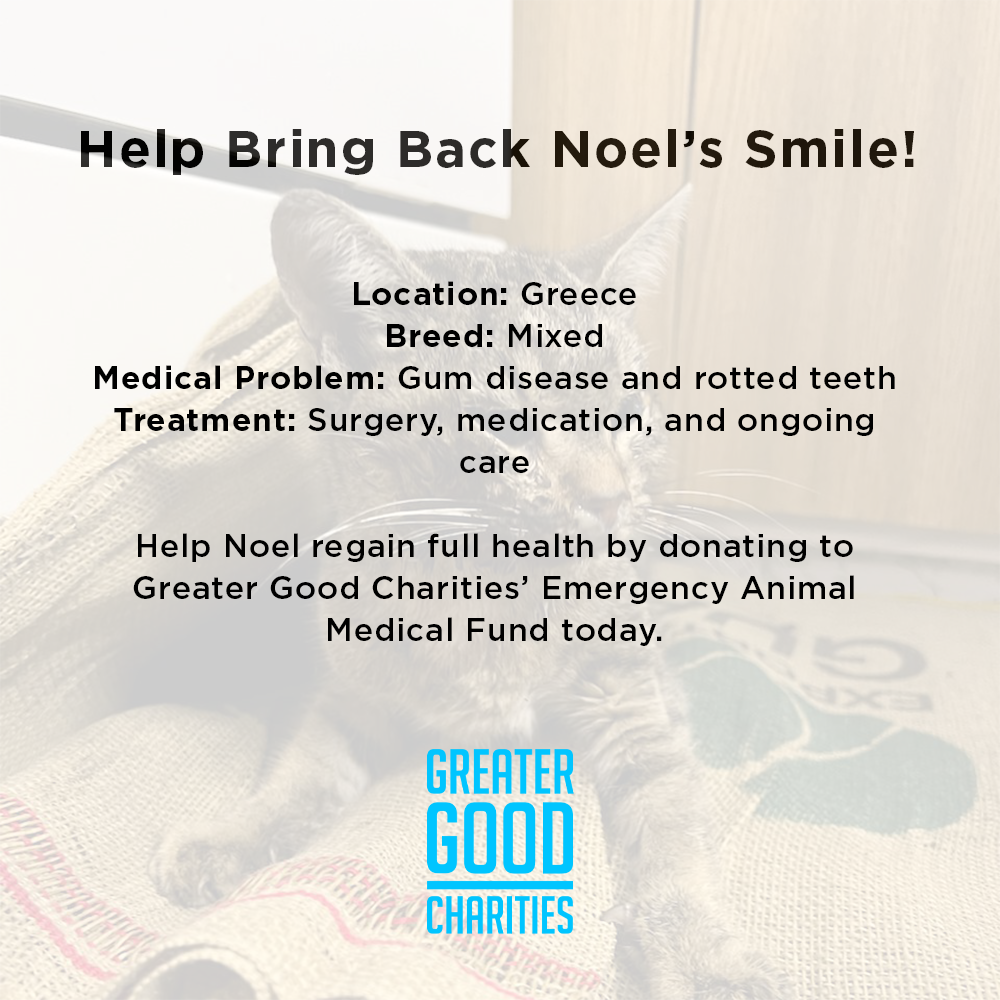 Help Bring Back Noel’s Smile