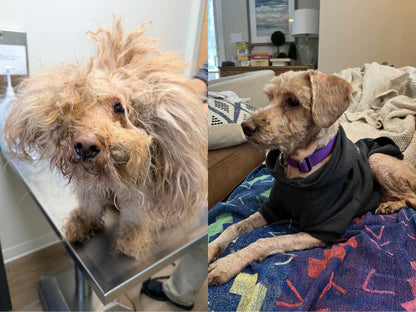 Dirty Dogs: Help Shelters Give Life-Changing Transformations