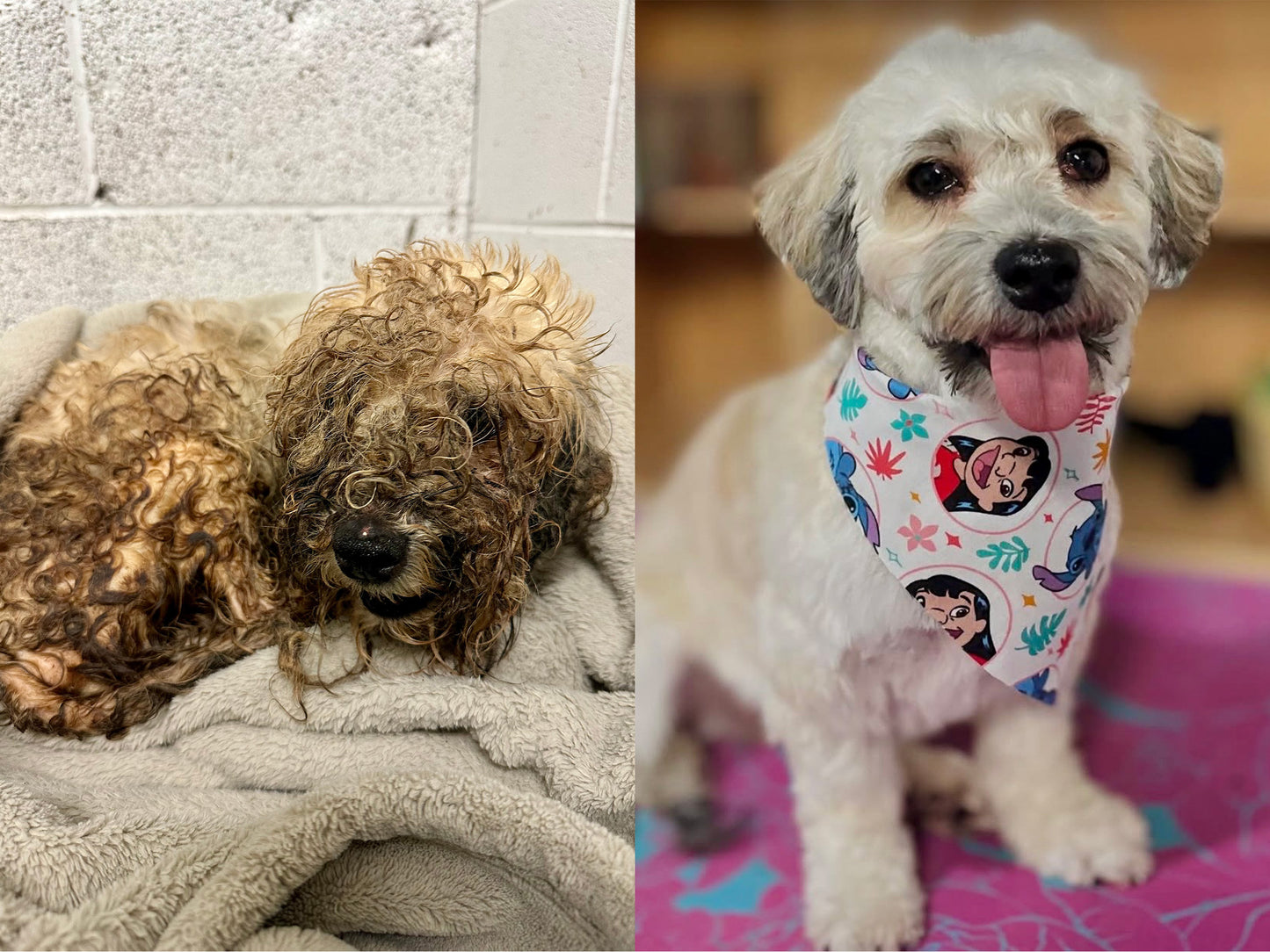 Dirty Dogs: Help Shelters Give Life-Changing Transformations