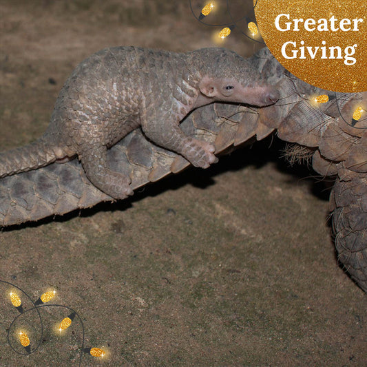 Protect the Pangolin this Holiday Season