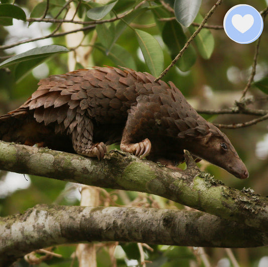 Project Peril: Protect the Pangolin from Extinction