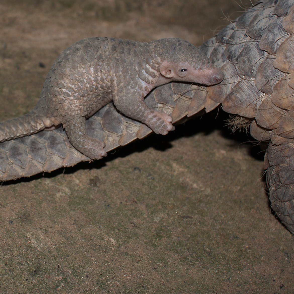 Act Now Before Critically Endangered Species Disappear | The Animal ...