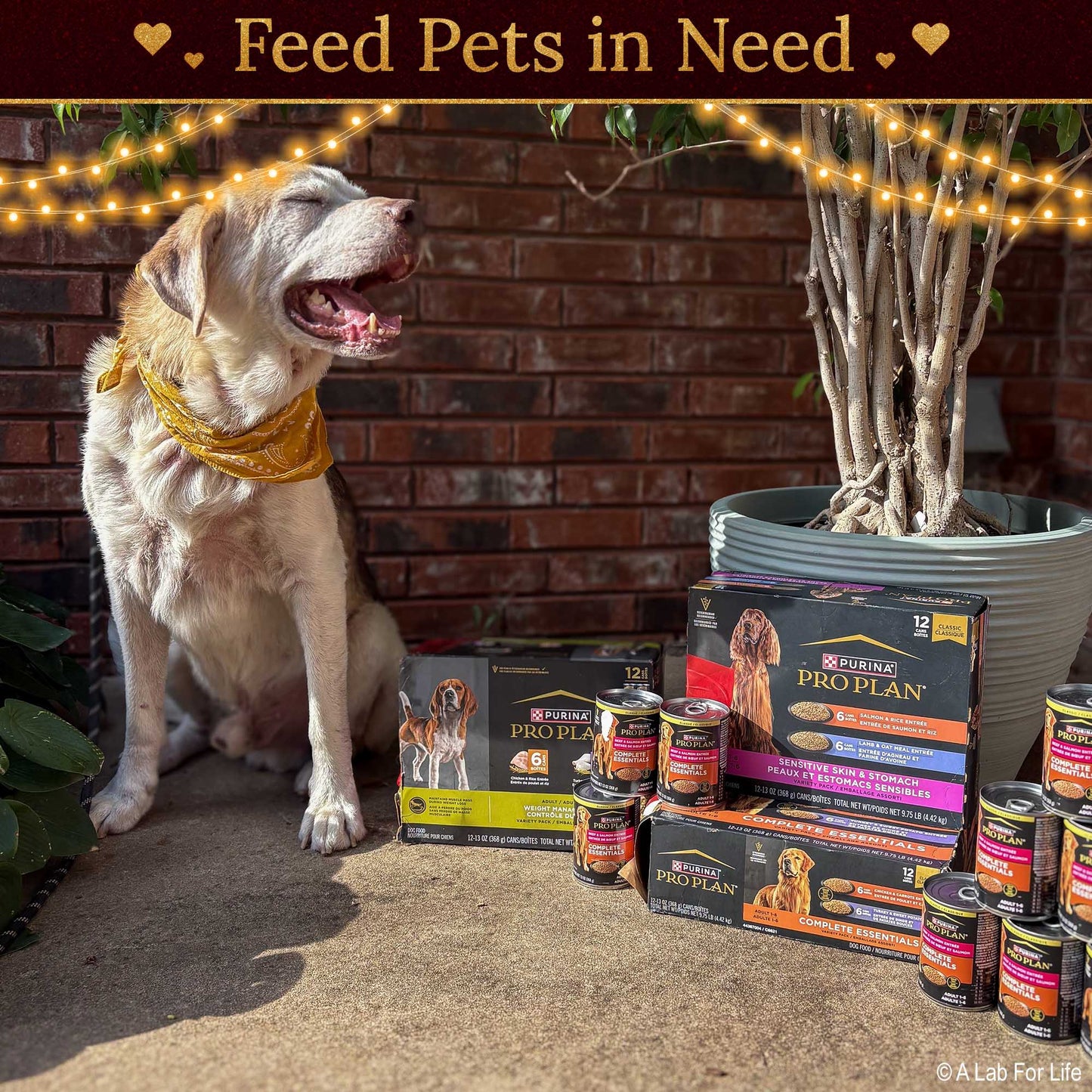 Holiday Food Drive: Feed Shelter Pets in Need