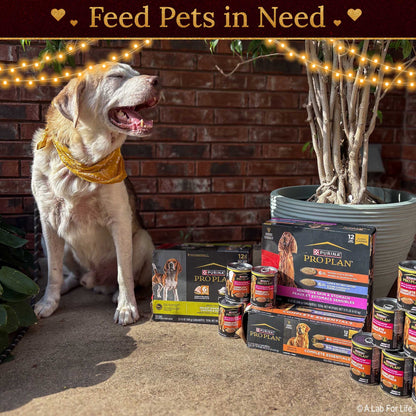 Holiday Food Drive: Feed Shelter Pets in Need