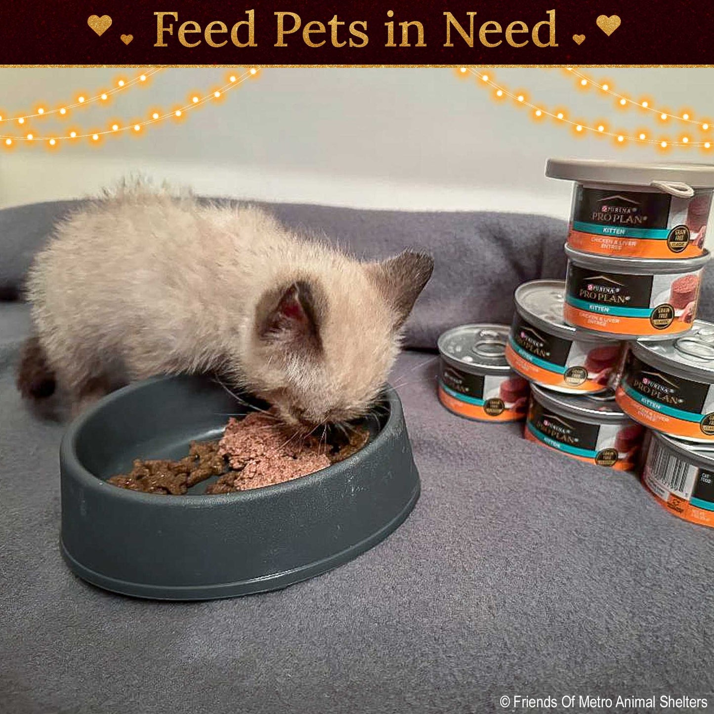 Holiday Food Drive: Feed Shelter Pets in Need
