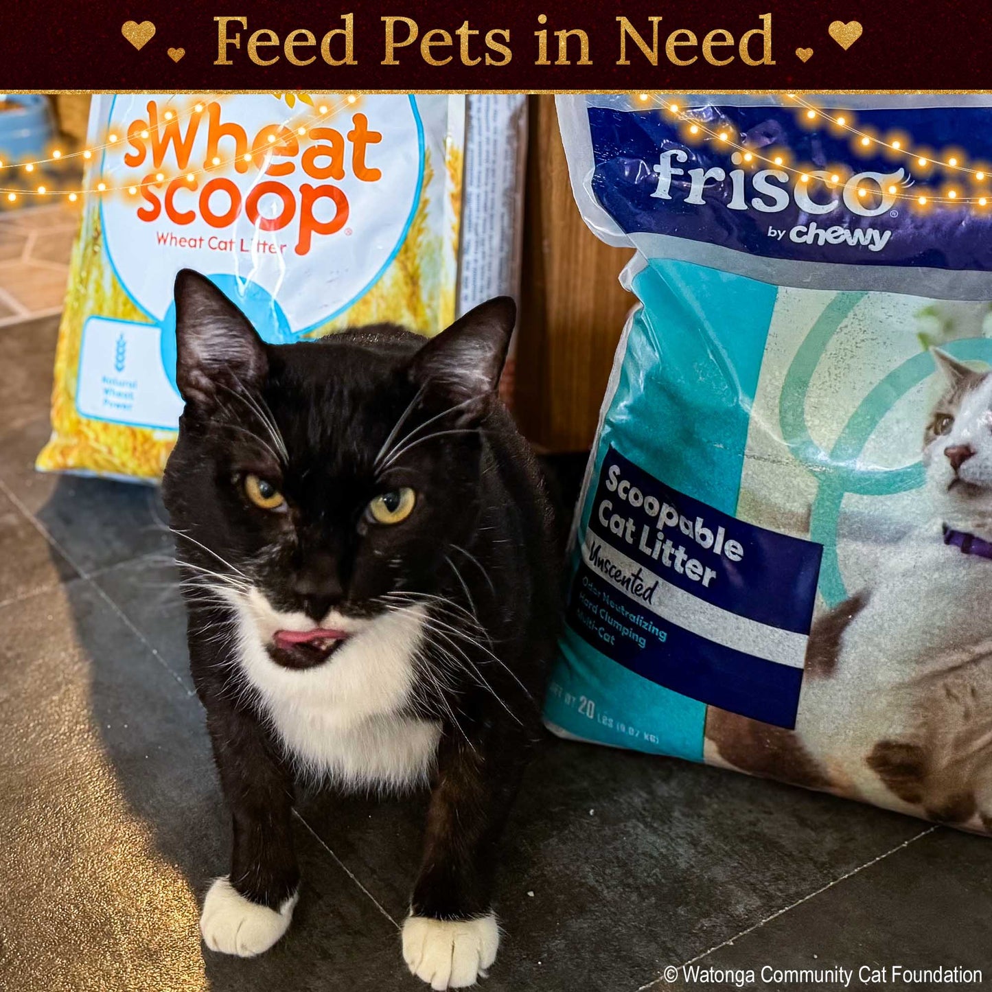 Holiday Food Drive: Feed Shelter Pets in Need