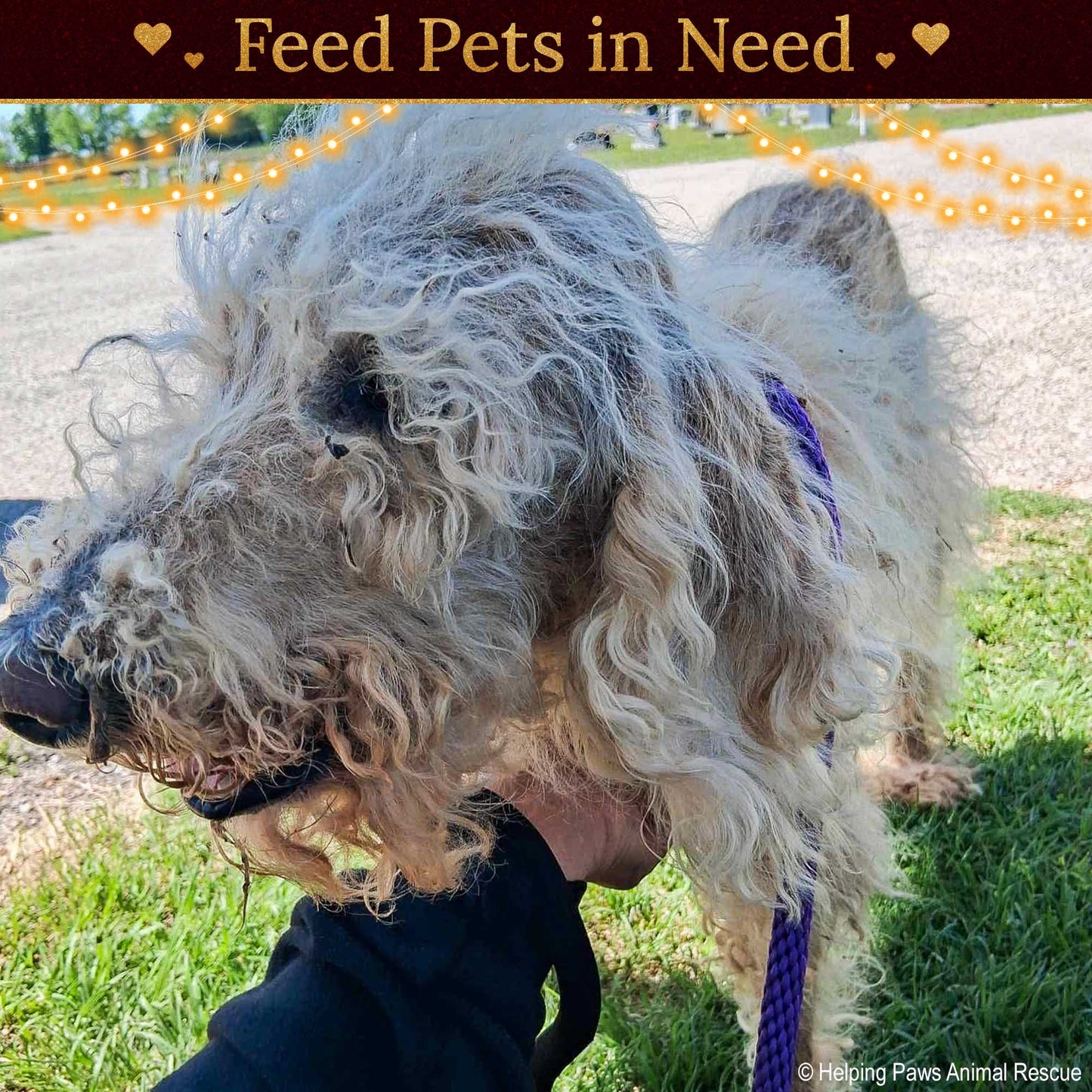 Holiday Food Drive: Feed Shelter Pets in Need