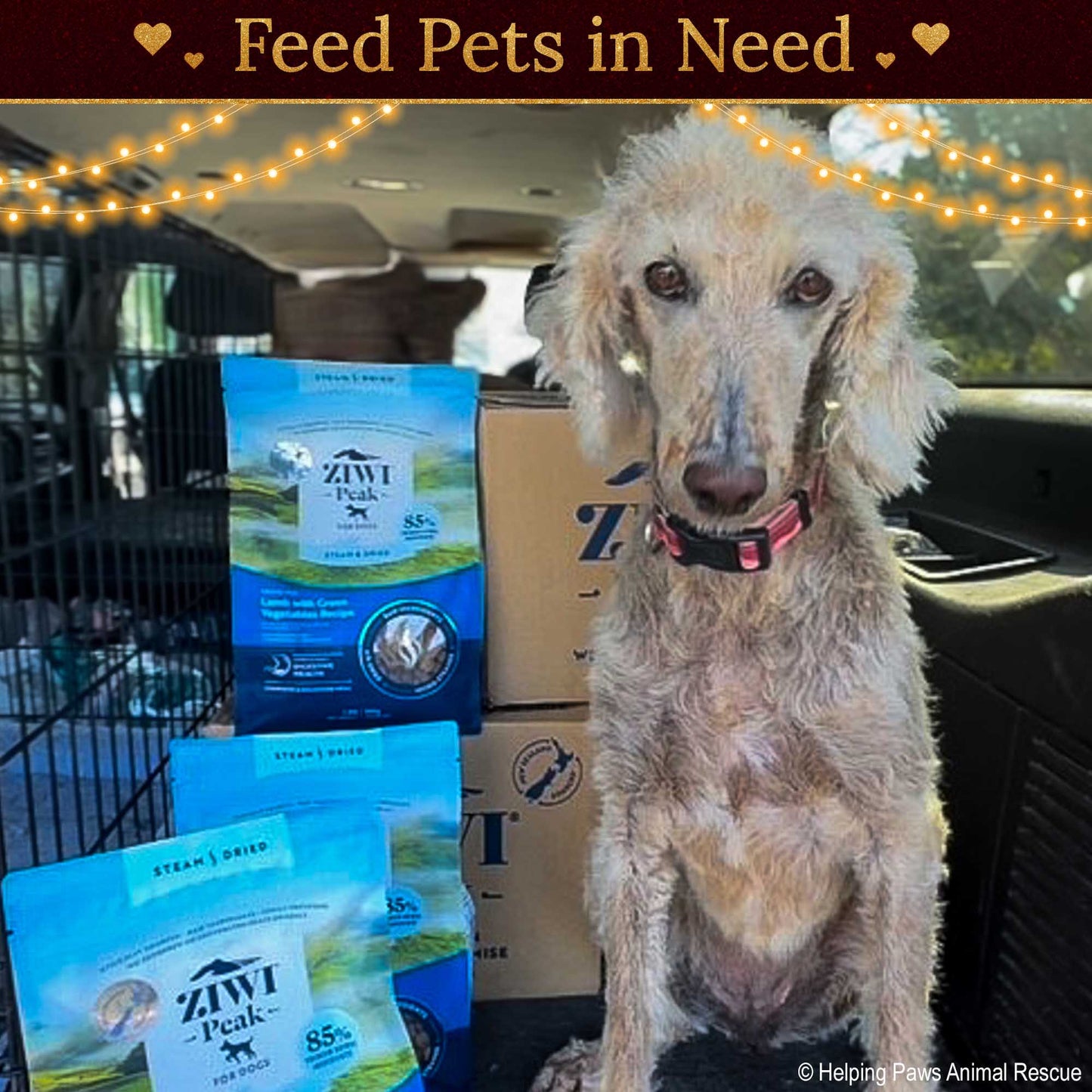 Holiday Food Drive: Feed Shelter Pets in Need