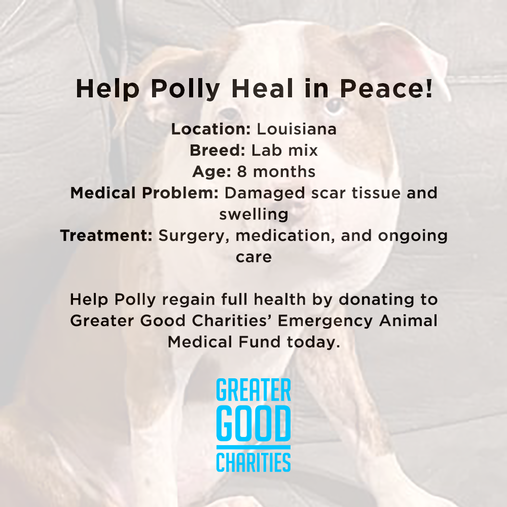 Funded: Help Polly Heal in Peace