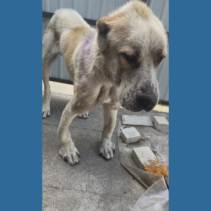 Funded: Emaciated Dog Found on War-Torn Streets Barely Able to Stand Needs Your Help