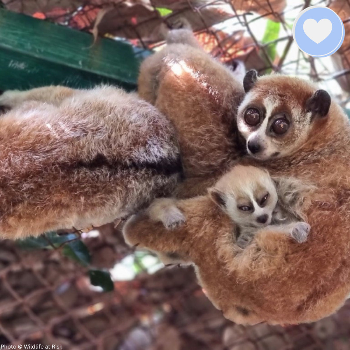 Project Peril: Protect the Pygmy Slow Loris from Critical Habitat Loss