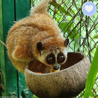 Project Peril: Protect the Pygmy Slow Loris from Critical Habitat Loss