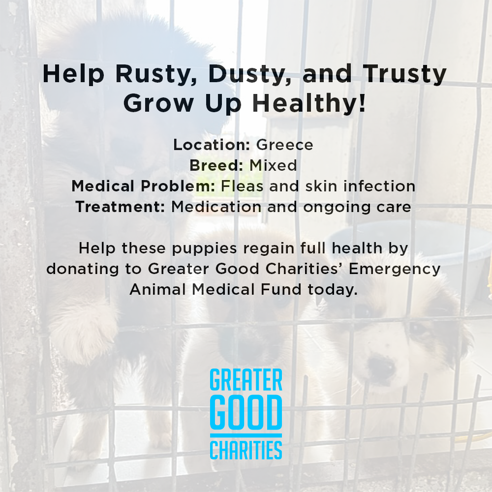 Help Rusty, Dusty, and Trusty Grow Up Healthy