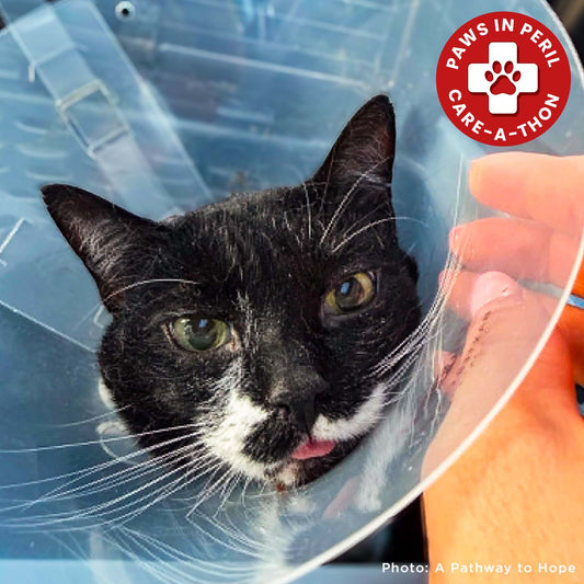 Senior Cat Roma Attacked by Four Dogs Needs Surgery to Recover