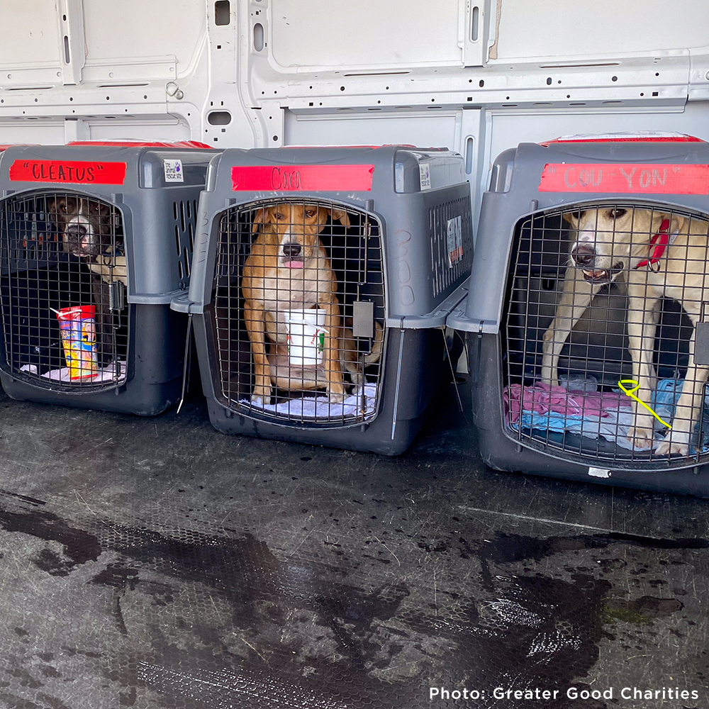 Help Fly Pets to Freedom The Animal Rescue Site - Main Image