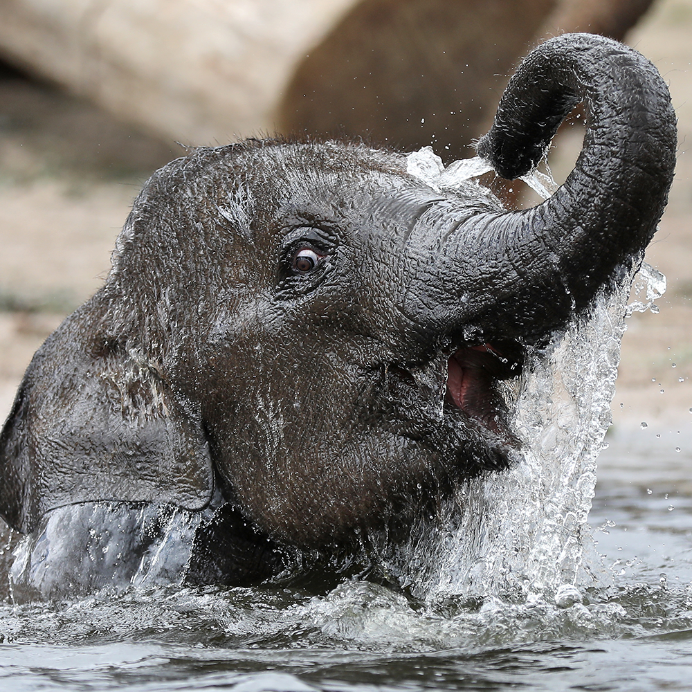 Help Save the Asian Elephant