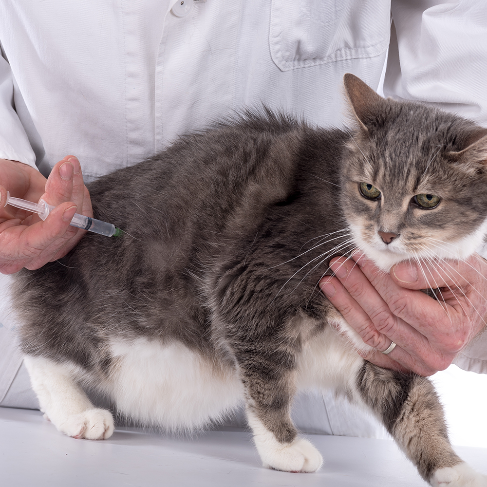 Protect Shelter Pets from Highly Contagious and Deadly Diseases