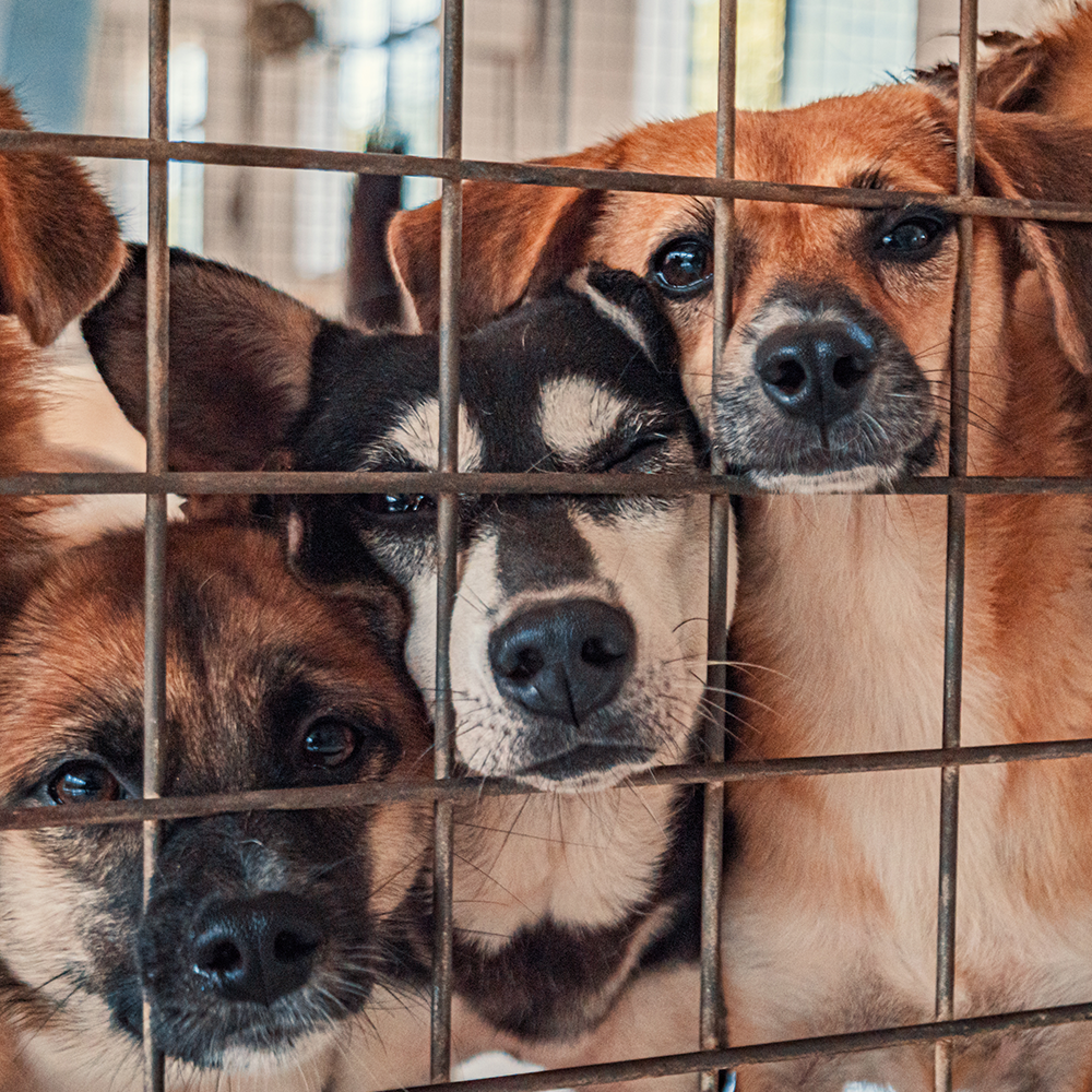Protect Shelter Pets from Highly Contagious and Deadly Diseases