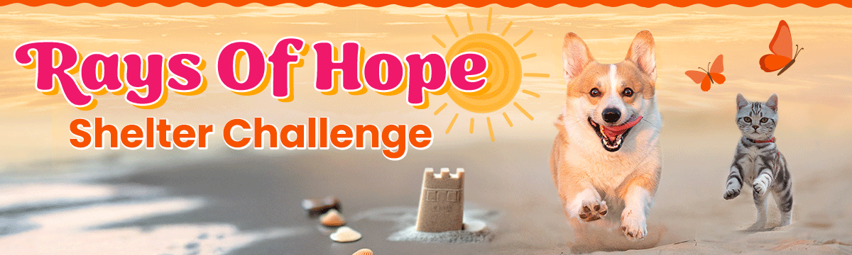 Rays of Hope Shelter Challenge