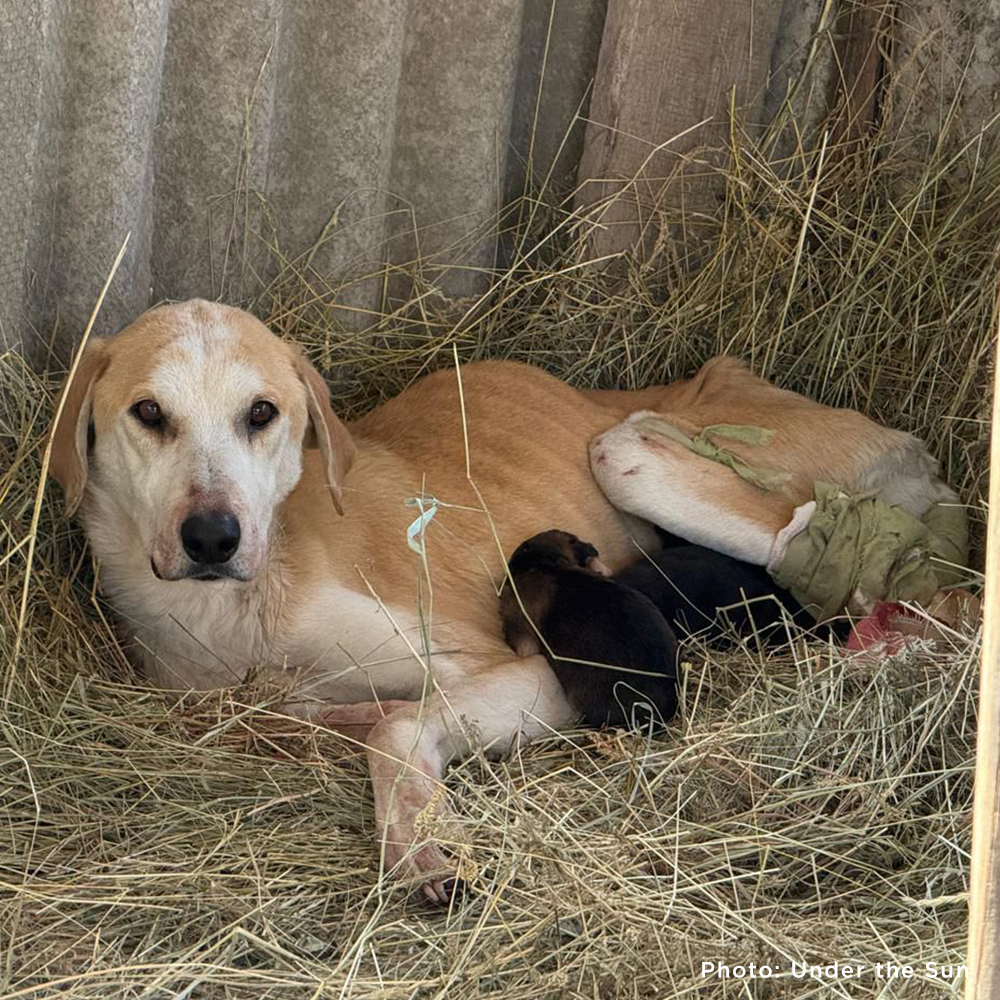 Skinny, tan dog, laying in straw with puppies
