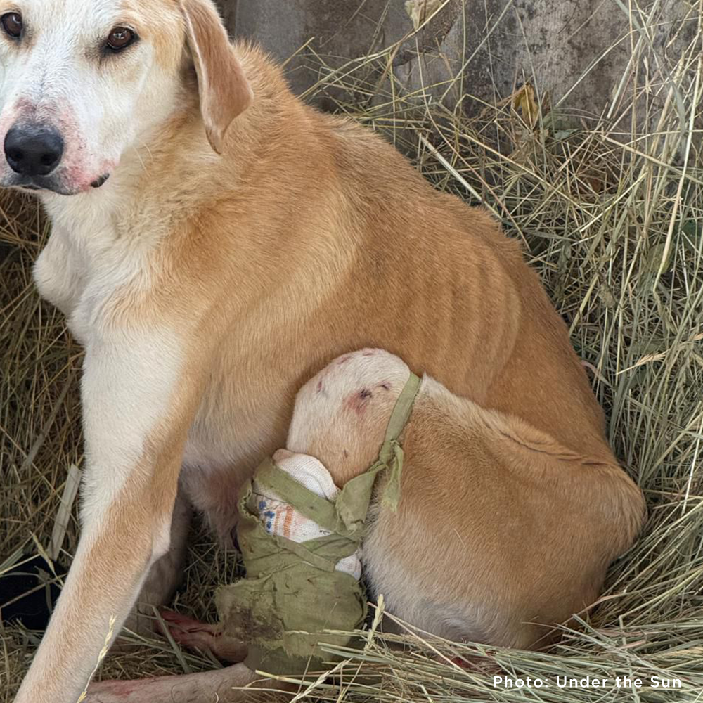 Funded: Shot Ukraine Mama Dog & Puppies Need Emergency Care | The ...