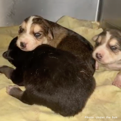 Shot Ukraine Mama Dog & Puppies Need Emergency Care