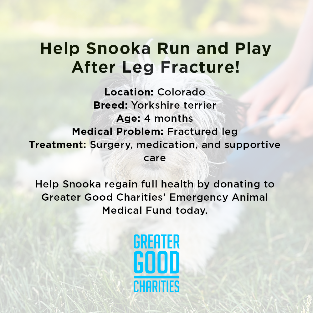 Funded: Help Snooka Run and Play After Leg Fracture