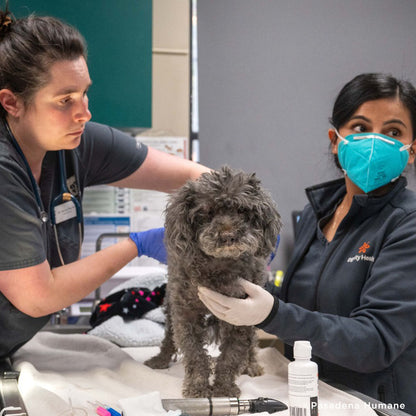 Roxy Was Severely Burned in L.A. Wildfires - Needs Treatment