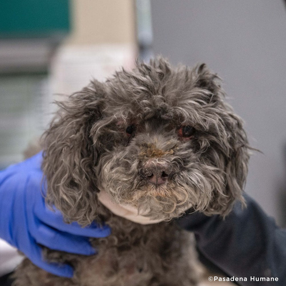 Roxy Was Severely Burned in L.A. Wildfires - Needs Treatment