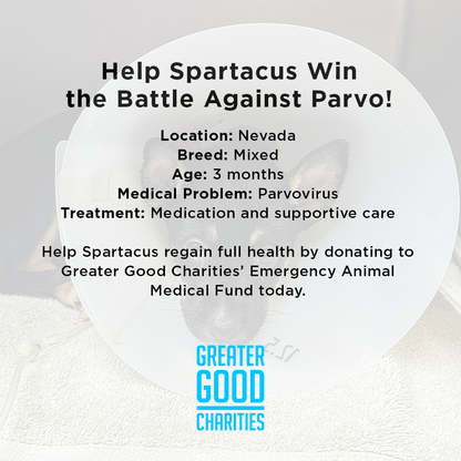 Help Spartacus Win the Battle Against Parvo