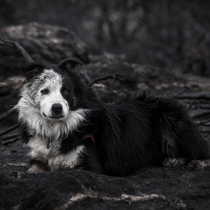 Send Emergency Relief to Families and Pets Impacted by the Spokane Wildfires