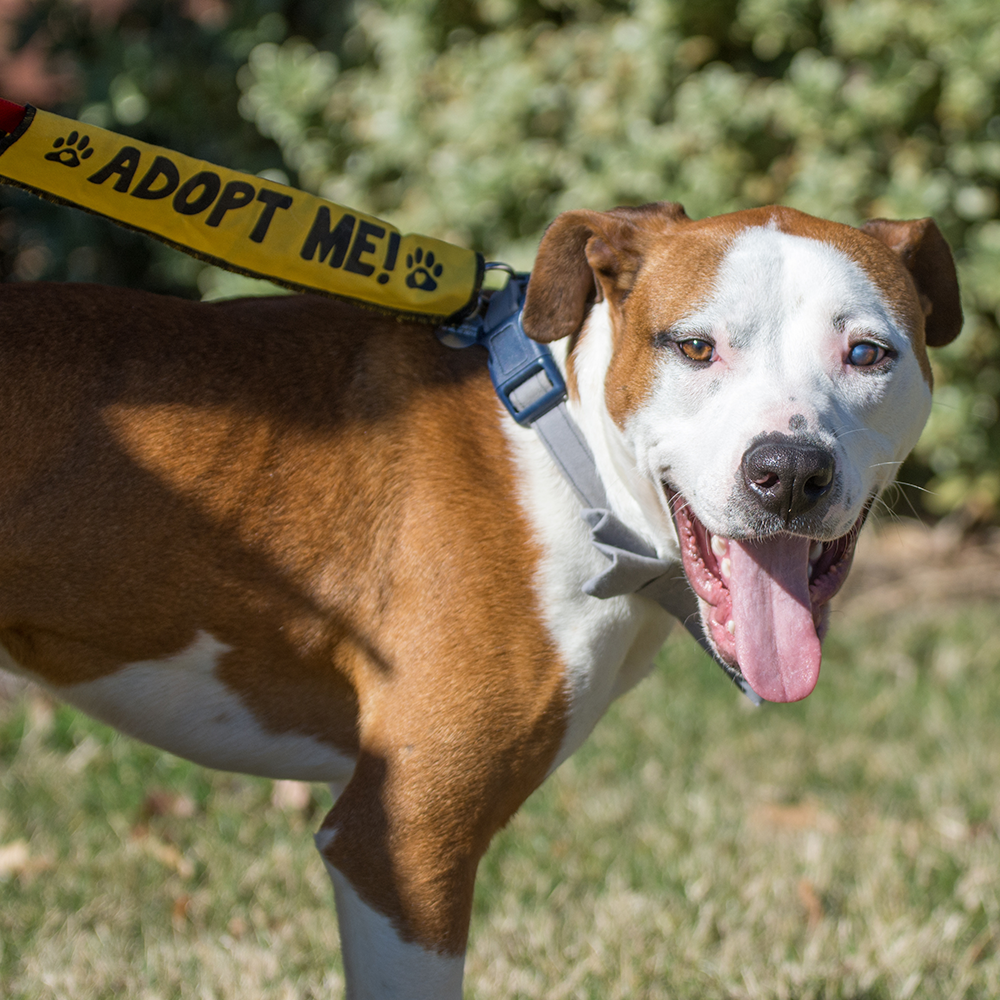 Breed Rescue Last Chance Pet Adoption Second Chance Puppy Adoption Centre Last Chance Rescue Centre Paws