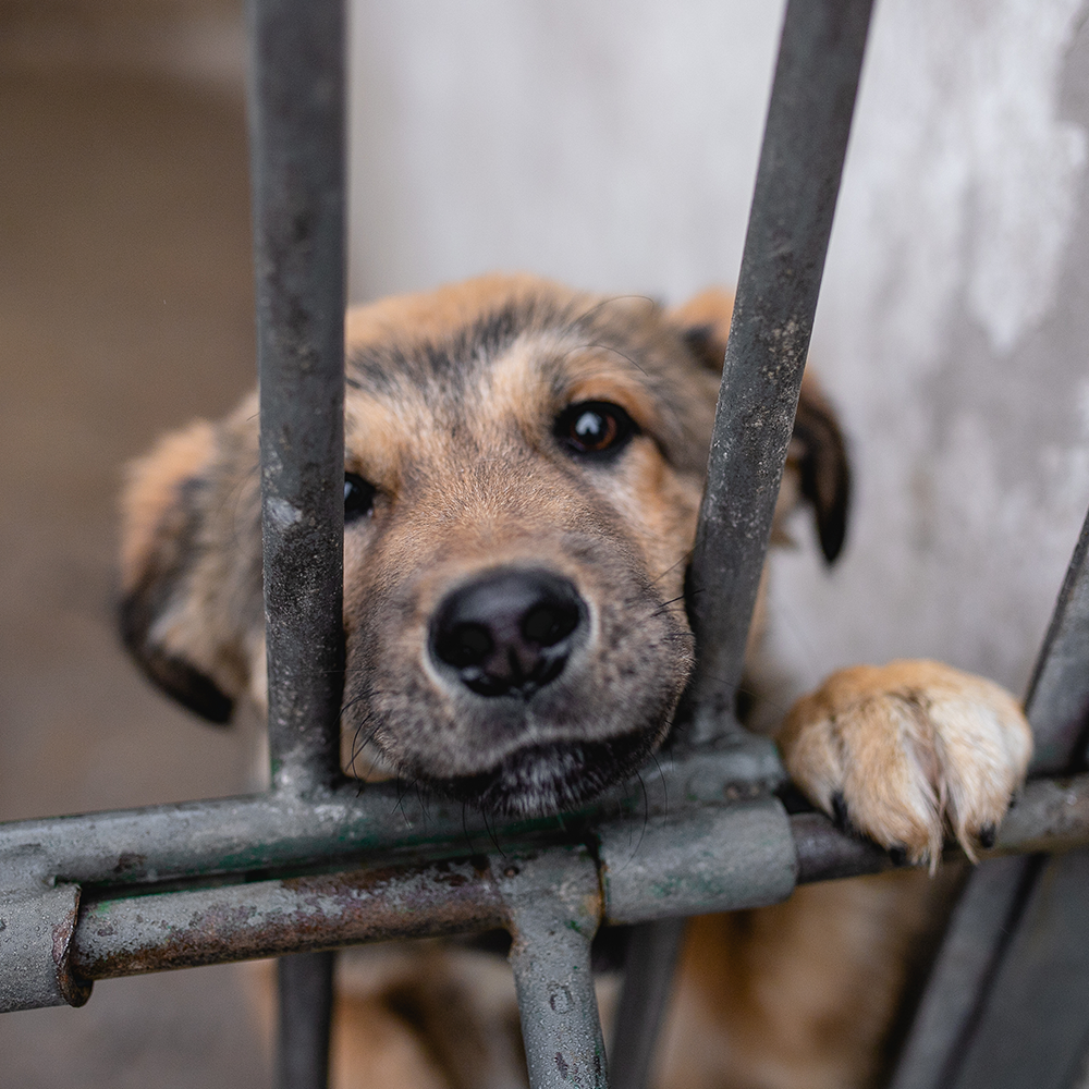 Animal Helpline Number Dog Shelters For Adoption Near Me Puppy